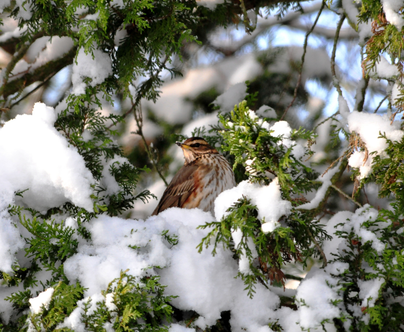 Rotdrossel im Schnee-Baum (Turdus Iliacus) I