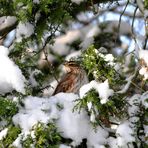 Rotdrossel im Schnee-Baum (Turdus Iliacus) I