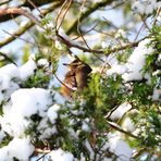 Rotdrossel im Schnee-Baum (Turdus Iliacus) II