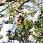Rotdrossel im Schnee-Baum (Turdus Iliacus) II