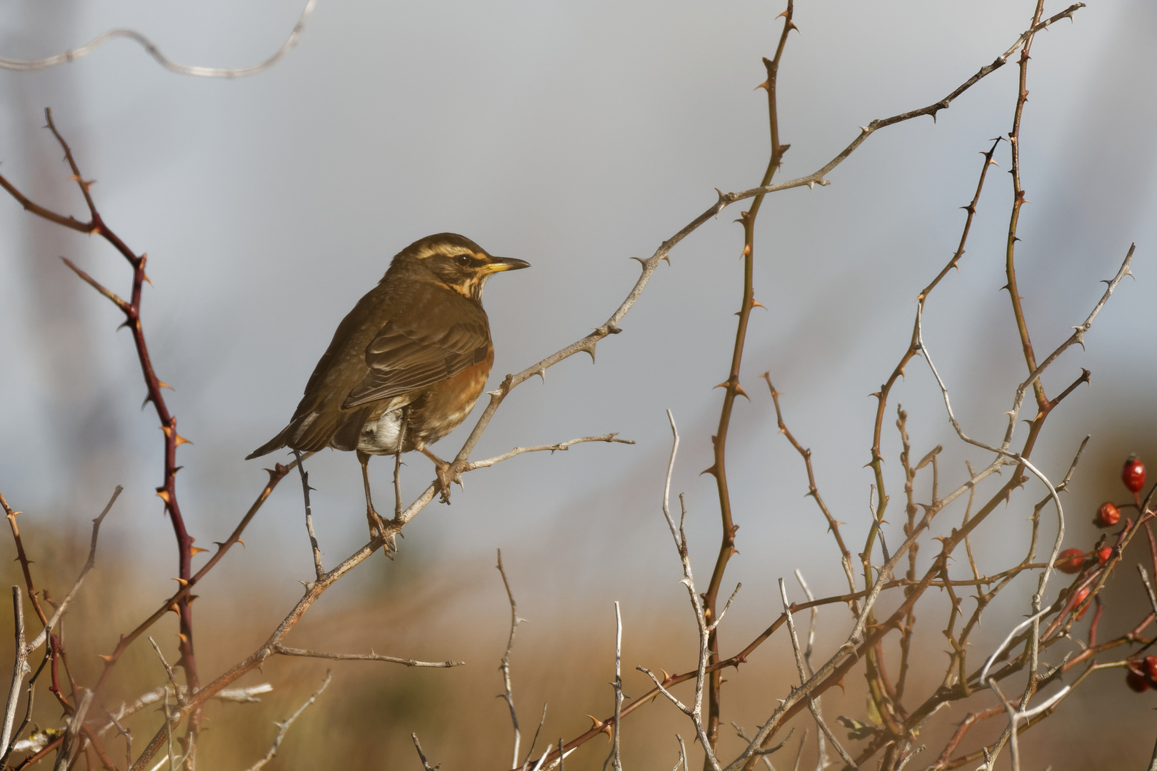 Rotdrossel (turdus iliacus)