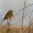 Rotdrossel (turdus iliacus)