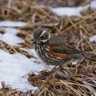 Rotdrossel (Turdus iliacus)