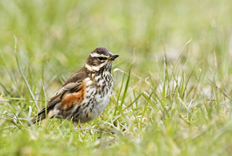 Rotdrossel (Turdus iliacus)