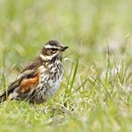 Rotdrossel (Turdus iliacus)