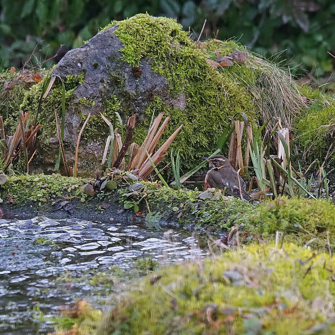 Rotdrossel - Turdus iliacus