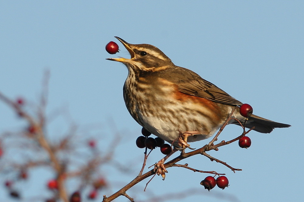 Rotdrossel (Turdus iliacus)