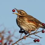 Rotdrossel (Turdus iliacus)