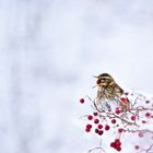 Rotdrossel (Turdus iliacus)