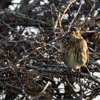 Rotdrossel (turdus iliacus) beim "zieh"-Ruf