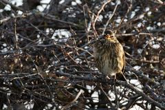 Rotdrossel (turdus iliacus) beim "zieh"-Ruf