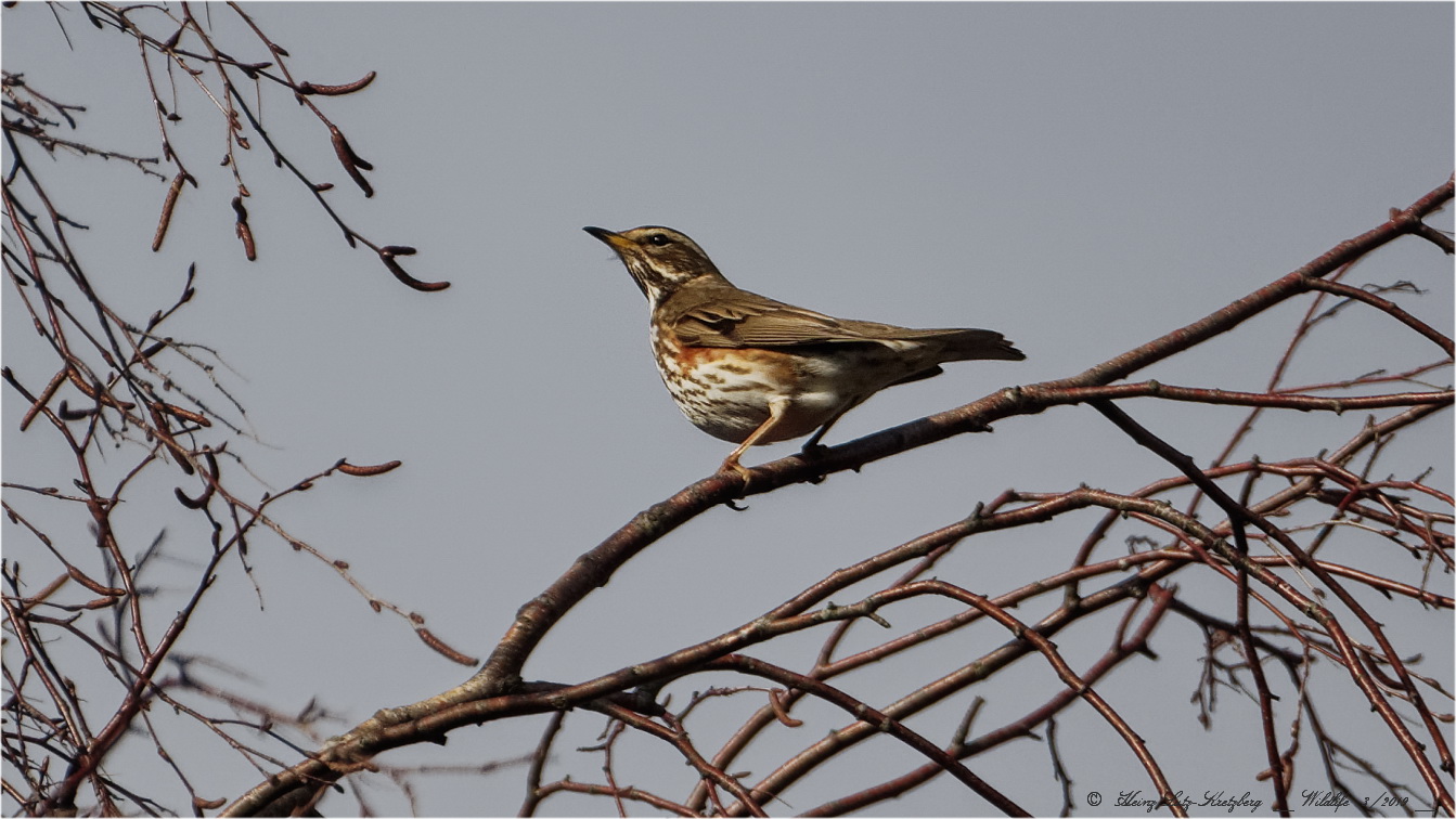 _Rotdrossel_  (Turdus iliacus) 