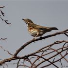 _Rotdrossel_  (Turdus iliacus) 