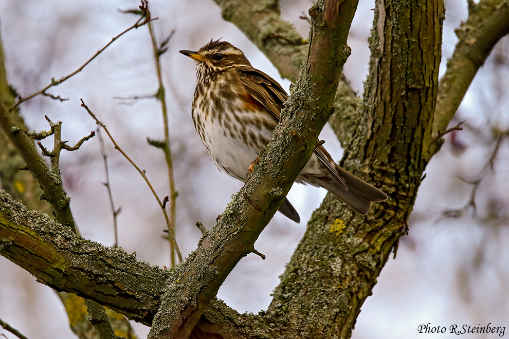 Rotdrossel (Turdus iliacus) II.