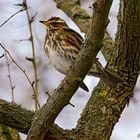 Rotdrossel (Turdus iliacus) II.