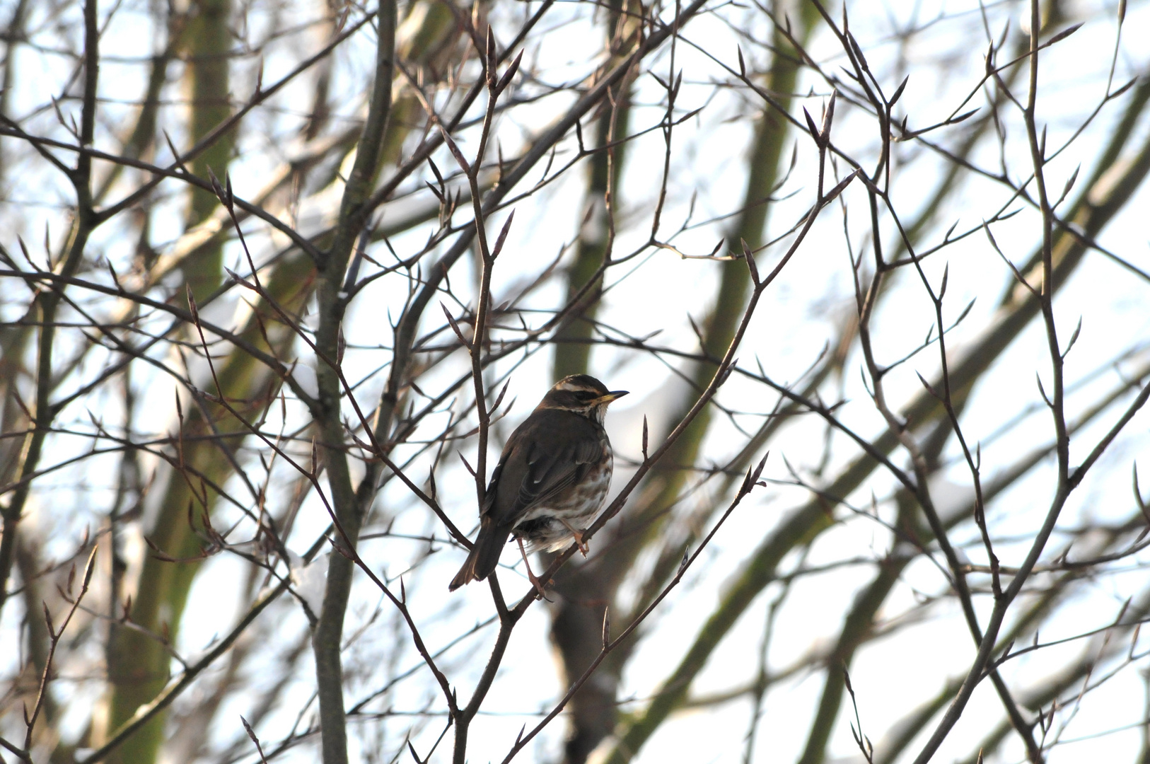 Rotdrossel (Turdus Iliacus) III