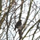 Rotdrossel (Turdus Iliacus) III