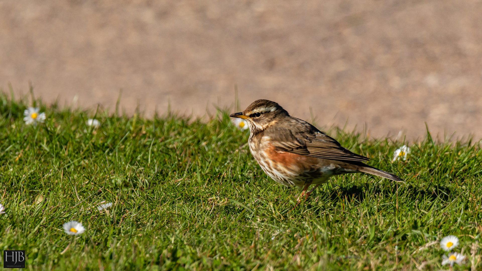 Rotdrossel (Turdus iliacus) - Redwing 