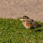 Rotdrossel (Turdus iliacus) - Redwing 