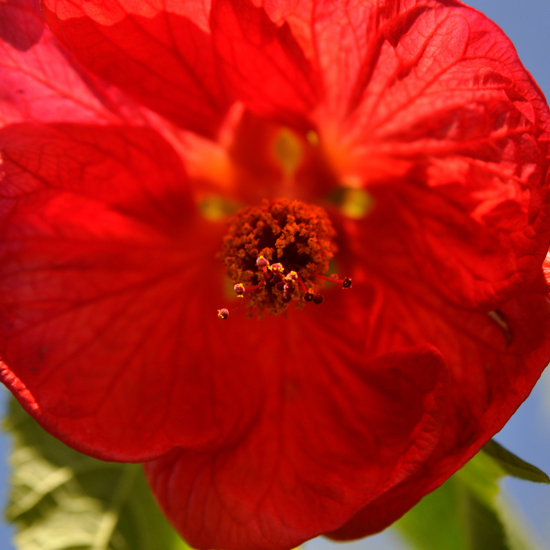 Rote Abutilonblüte.