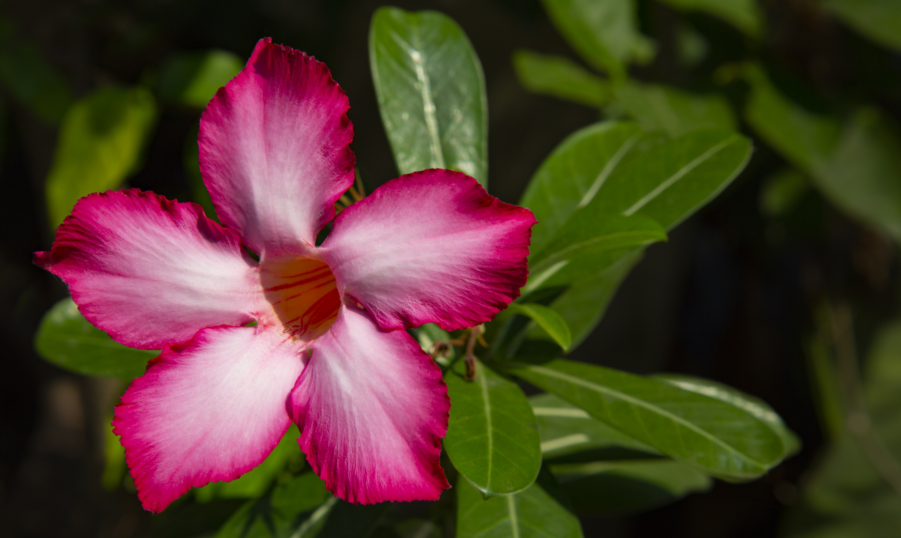 Rote Adenium