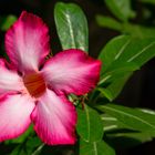 Rote Adenium