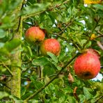 rote Äpfel