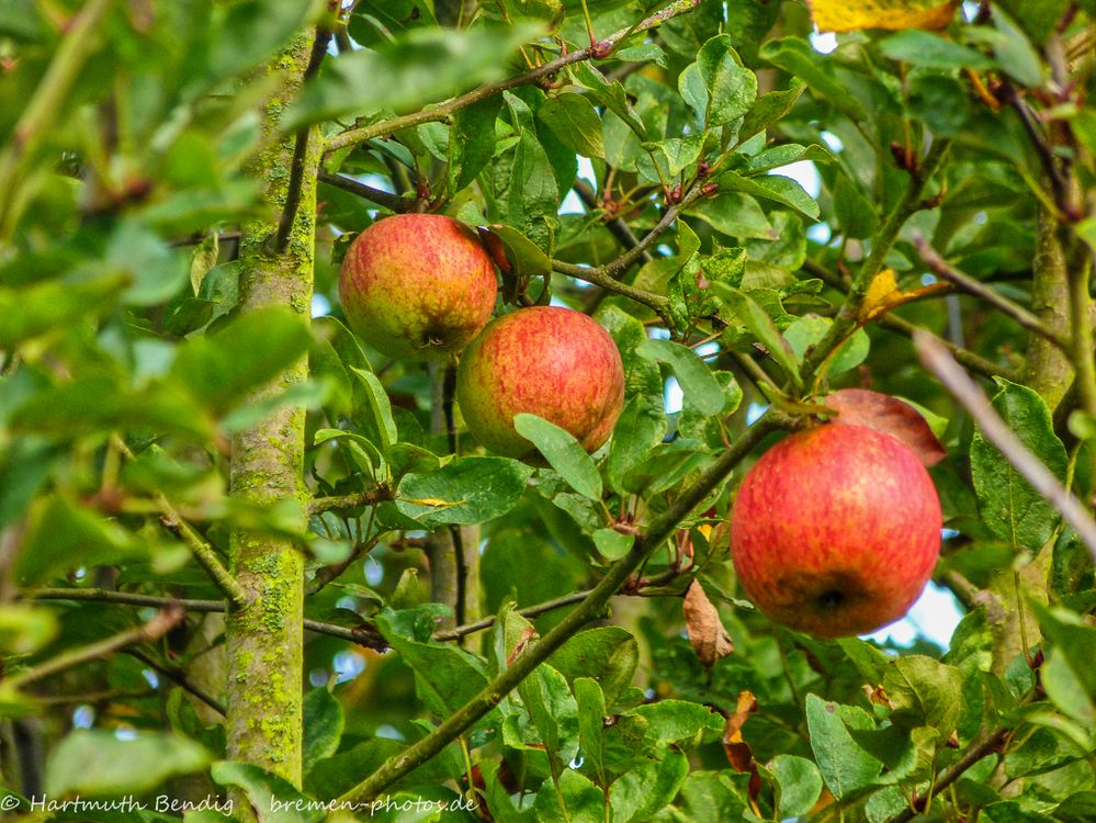 rote Äpfel