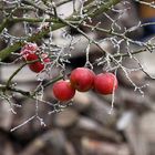 Rote Äpfel - Farbtupfer in der kahlen Winterlandschaft