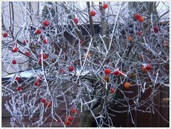 Rote Äpfel und Reifnadeln