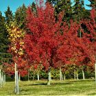 Rote Äpfel und rote Blätter