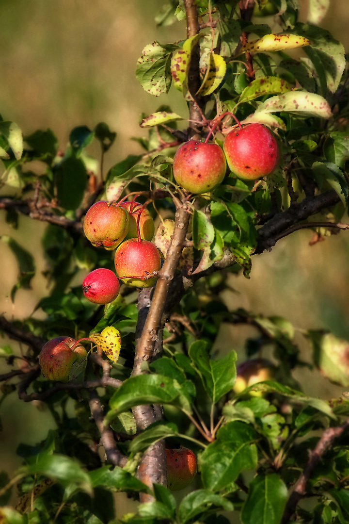 "ROTE ÄPFELCHEN"