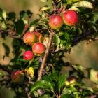 "ROTE ÄPFELCHEN"