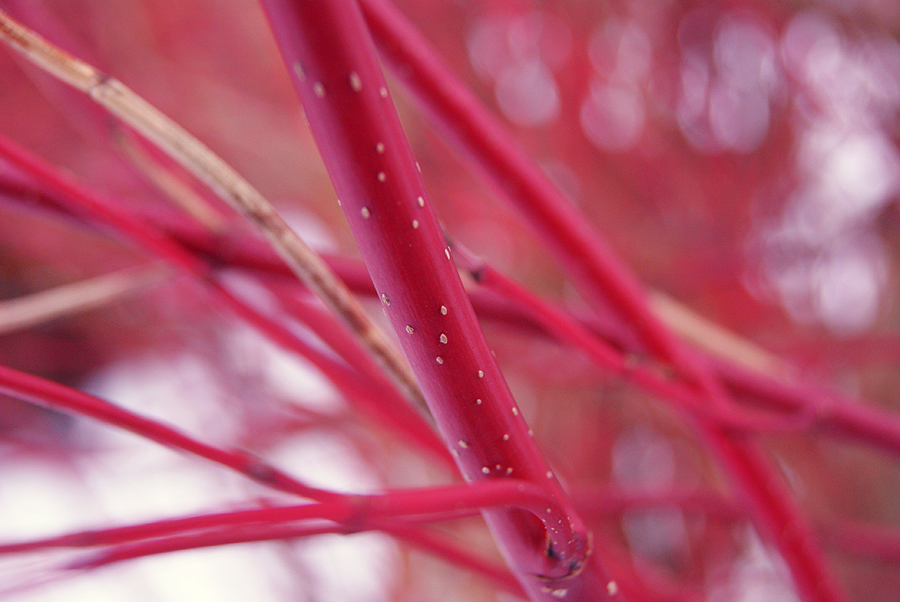 Rote Äste Foto & Bild | natur, pflanzen, youth Bilder auf fotocommunity
