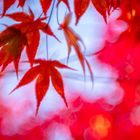 Rote Ahorn Blätter