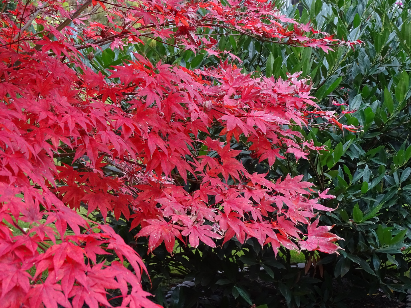 rote Ahornblätter