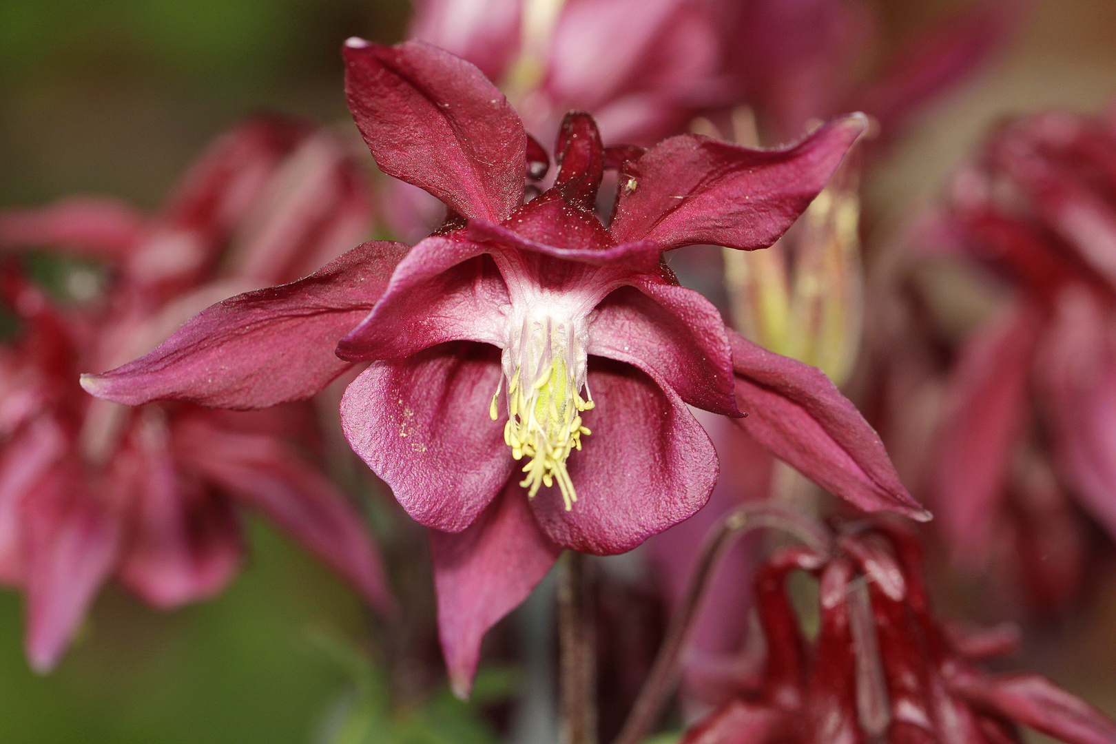 rote akeleiblüte