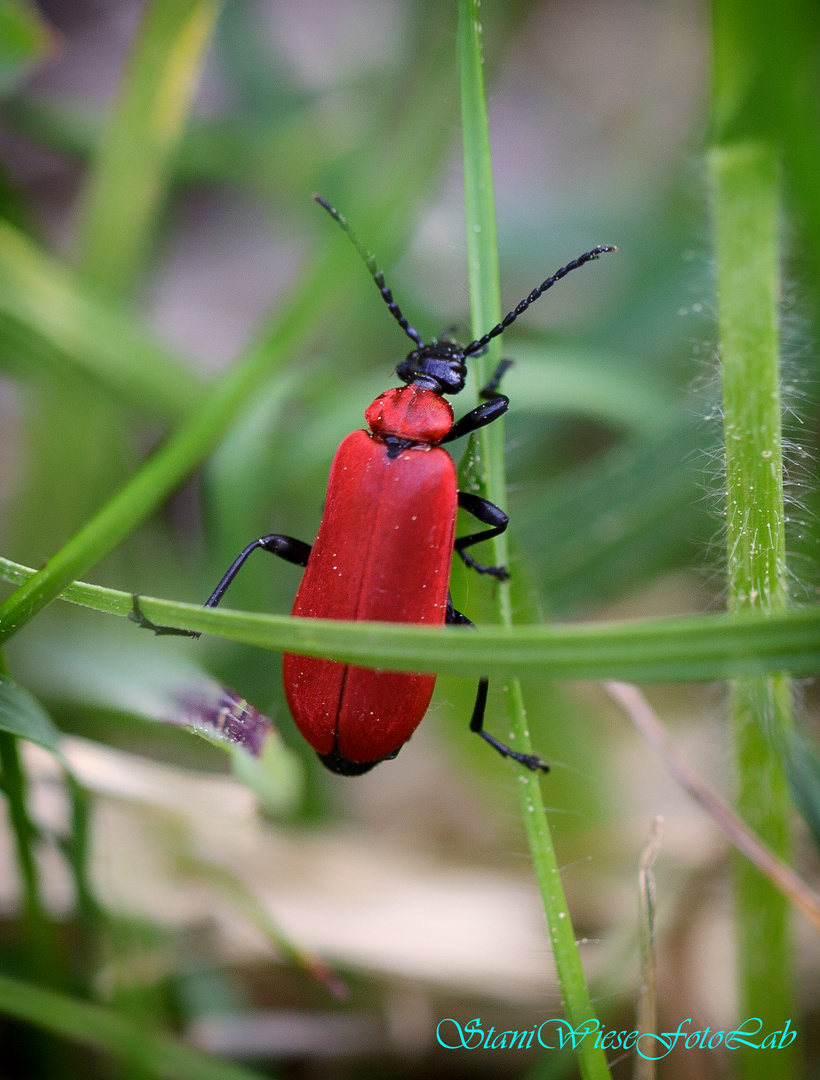 Rote Akrobat