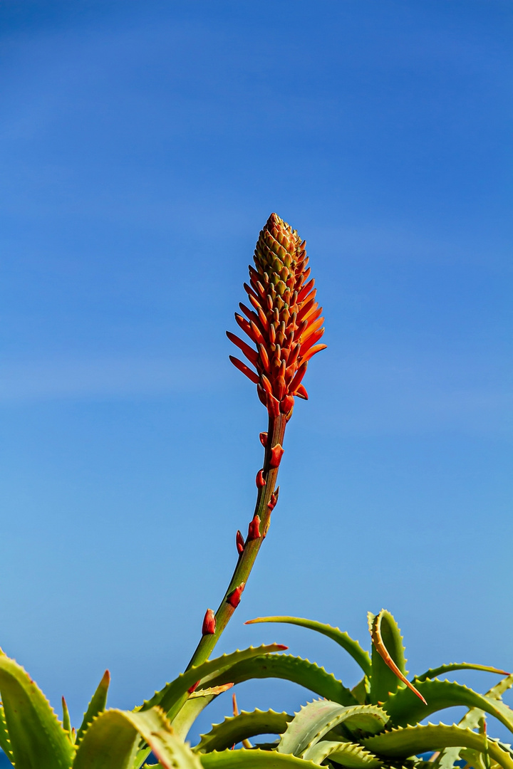 Rote Aloe