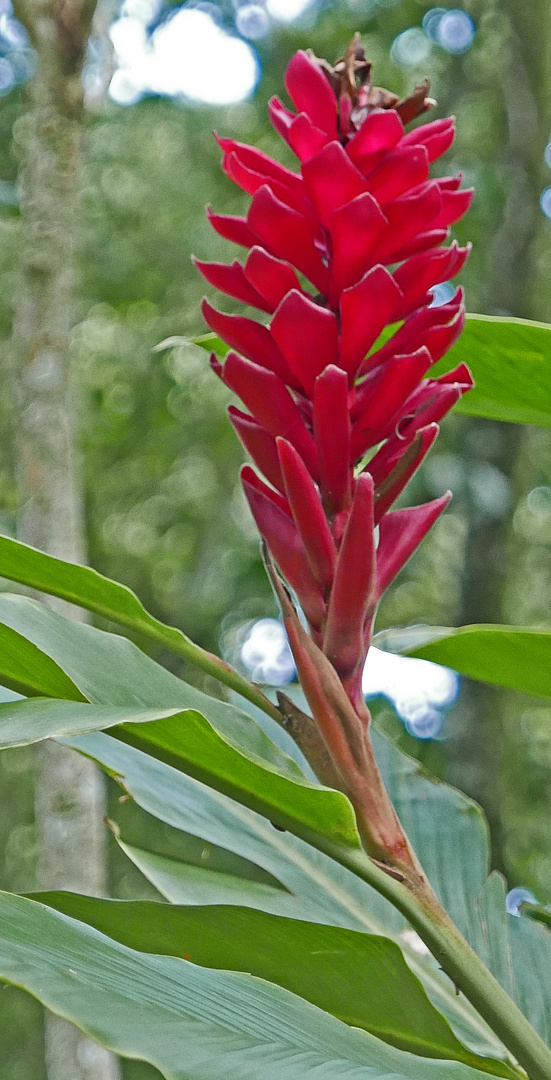 Rote Alpinia im Wald.