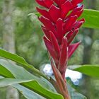 Rote Alpinia im Wald.