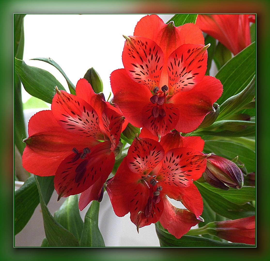 Rote Alstromeria . . .