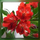 Rote Alstromeria . . .