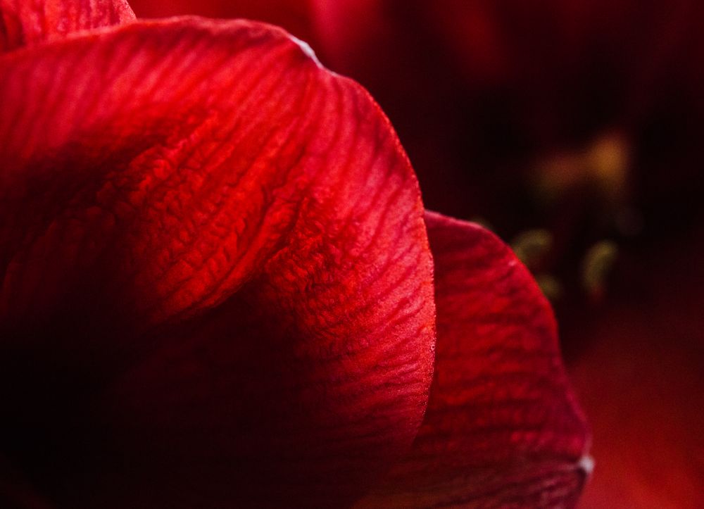 rote amaryllis 1