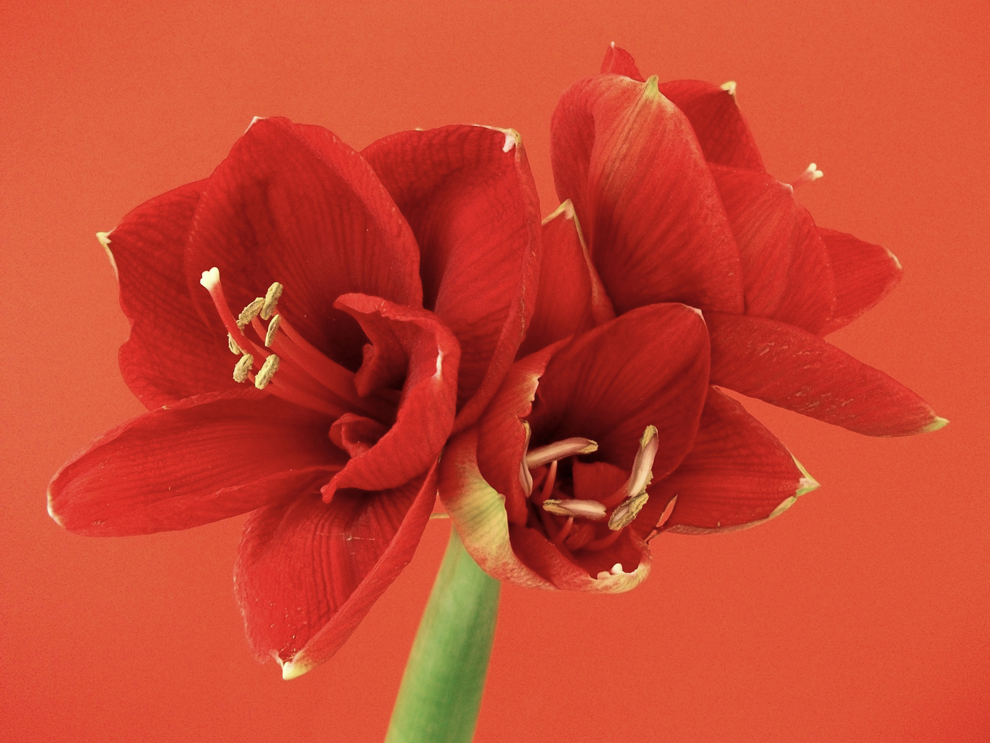 rote Amaryllis-1