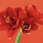 rote Amaryllis-1