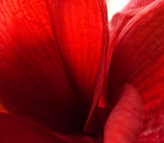 rote amaryllis 2