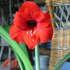 rote Amaryllis