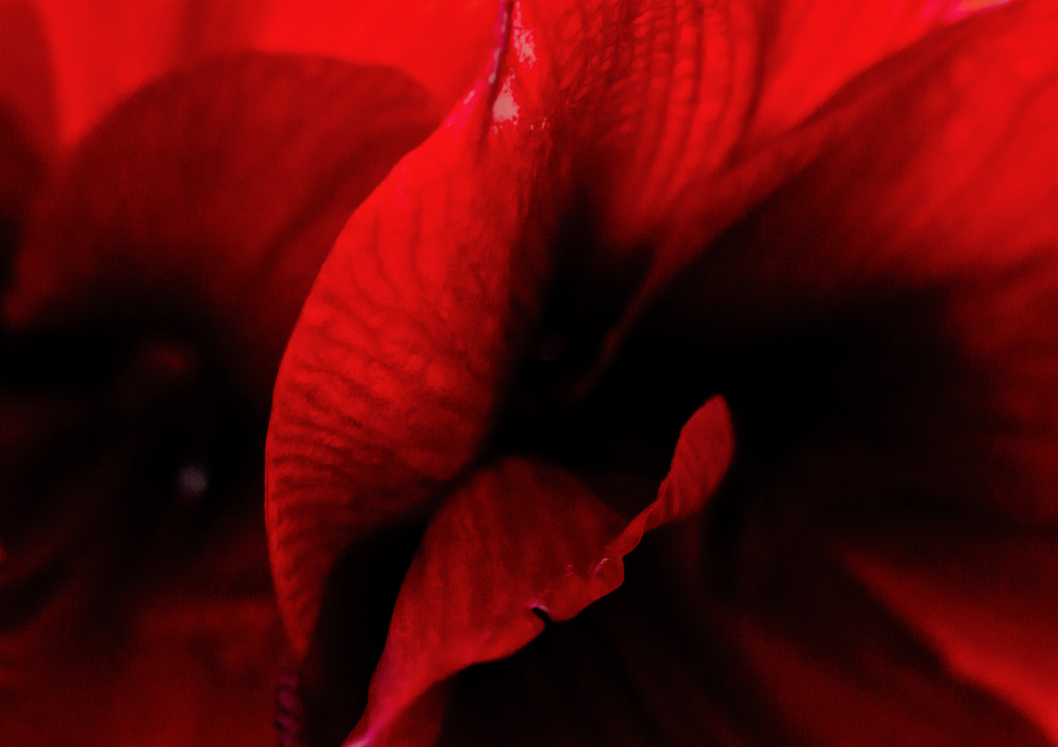 rote amaryllis  3