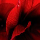 rote amaryllis  3